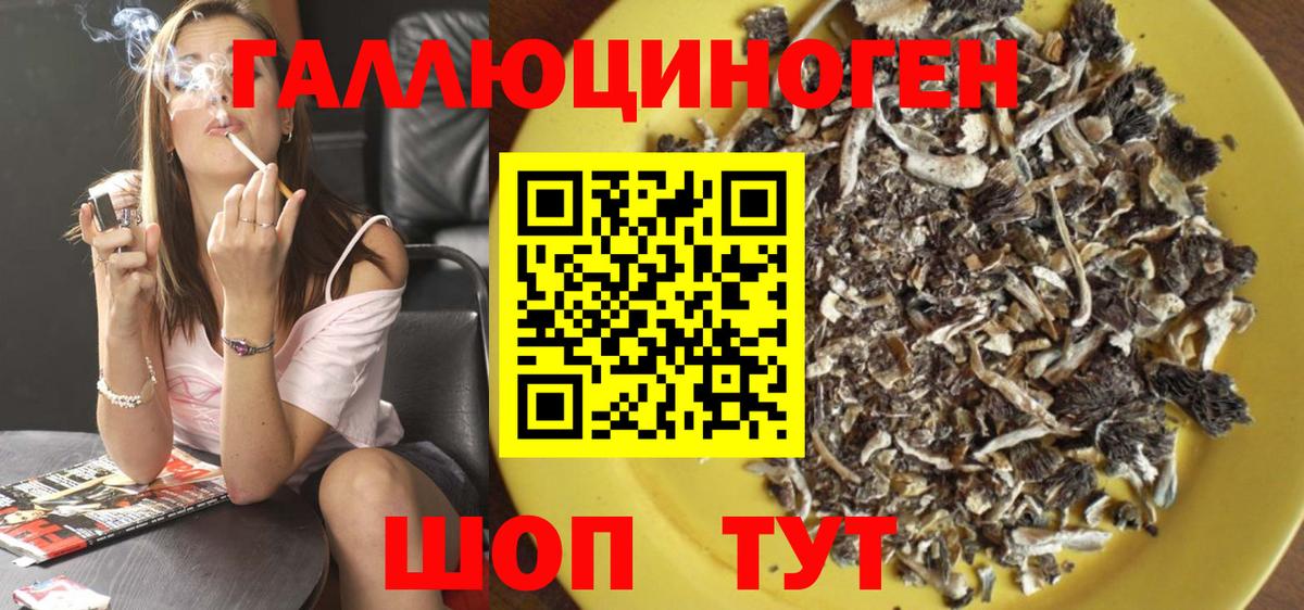 Псилоцибиновые грибы Psilocybe Минусинск